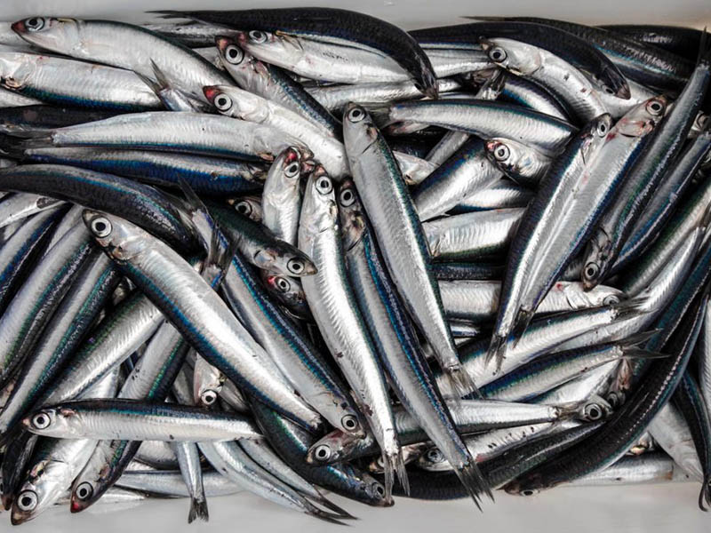 Dried Anchovy (Sprats) Fish Good For The Heart, Providing Protein Ang Omega-3