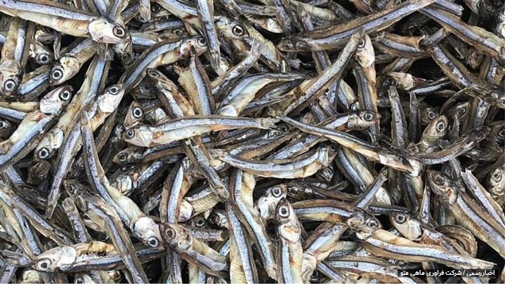The Delicious and Nutritious Experience of Dried Anchovy