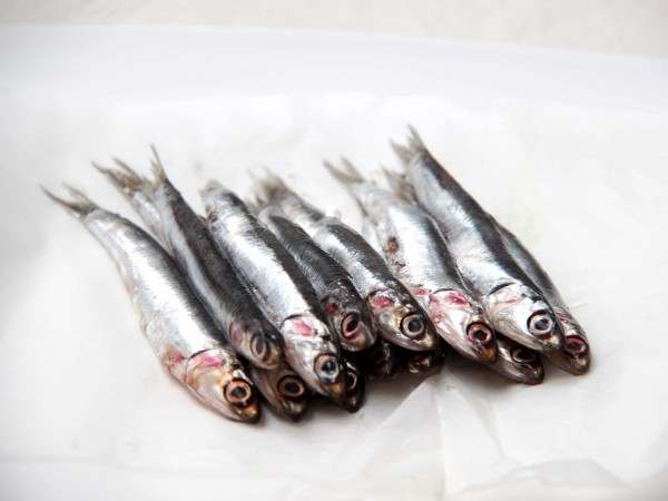 The Difference Between Sardines and Anchovies